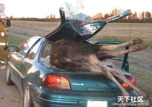 爆料热线车祸新闻最新,细节曝光引关注