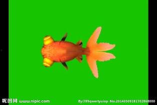 金鱼爆料视频大全集最新,揭秘幕后真相，带你走进神秘世界